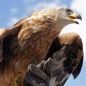 An eagle is shown in front of a blue sky as a background. Animal vision is often superior to human vision!